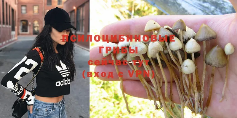 Псилоцибиновые грибы Psilocybe  Трубчевск 